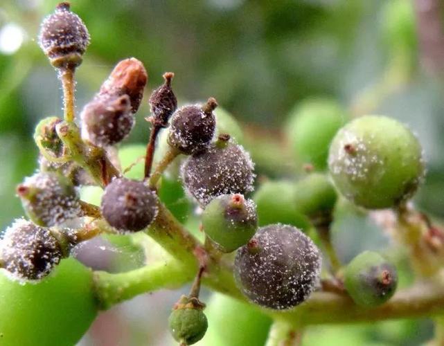 3,生物防治就是利用病虫害的天敌进行防治,例如葡萄蓟马是亚洲草蛉