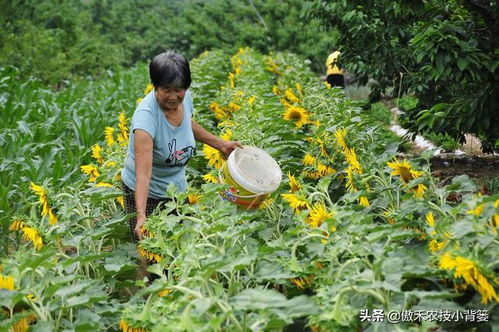 常见氮肥可分为3种,哪种氮肥使用效果好 别再盲目只用尿素了