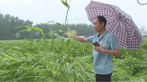 农业技术指导组深入田间查看雨后农作物情况