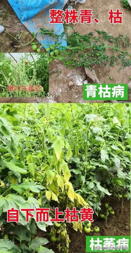 作物萎蔫烂根死棵 根腐病 青枯病 枯萎病 茎基腐病要分清楚