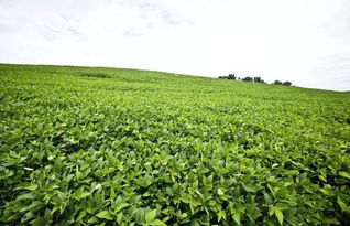 大豆价格出现季节性低迷 9月或将迎来拐点